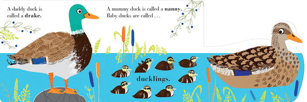 Find out the different names for mummy and daddy animals by the river - and then lift the big, sturdy flaps to find the babies, with a double flap and peekaboo holes on the final spread! A striking, satisfying introduction to animal families from printmaker Jane Ormes, with eye-catching artwork using bold neon ink to capture the attention and imagination of babies and toddlers.